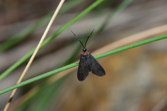 Pollanisus subdolosa