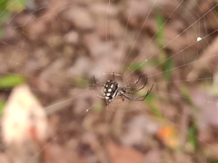 Leucauge argentina