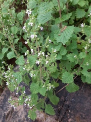 Aeollanthus buchnerianus