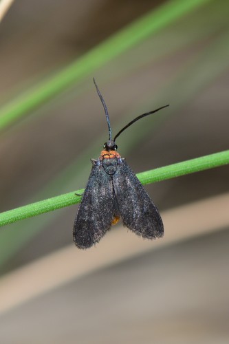 Pollanisus subdolosa (Walker, 1865)