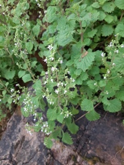 Aeollanthus buchnerianus