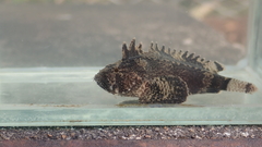 Goblinfish photo 3