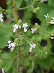 Aeollanthus buchnerianus