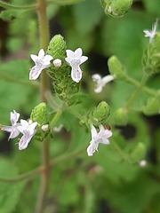 Aeollanthus buchnerianus