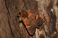 Eriopyga ditissima