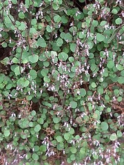 Aeollanthus parvifolius