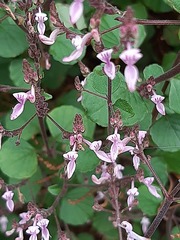 Aeollanthus parvifolius