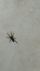 Araneae
