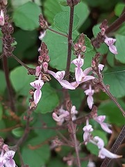 Aeollanthus parvifolius