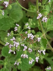 Aeollanthus buchnerianus