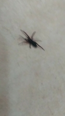 Araneae