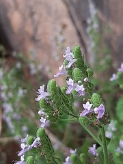 Aeollanthus buchnerianus