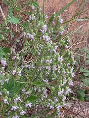 Aeollanthus buchnerianus