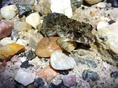 Fejervarya cancrivora