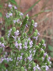 Aeollanthus buchnerianus