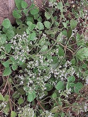 Aeollanthus buchnerianus