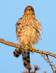 Accipiter cooperii