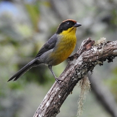 Yellow-Breasted Brushfinch photo 2