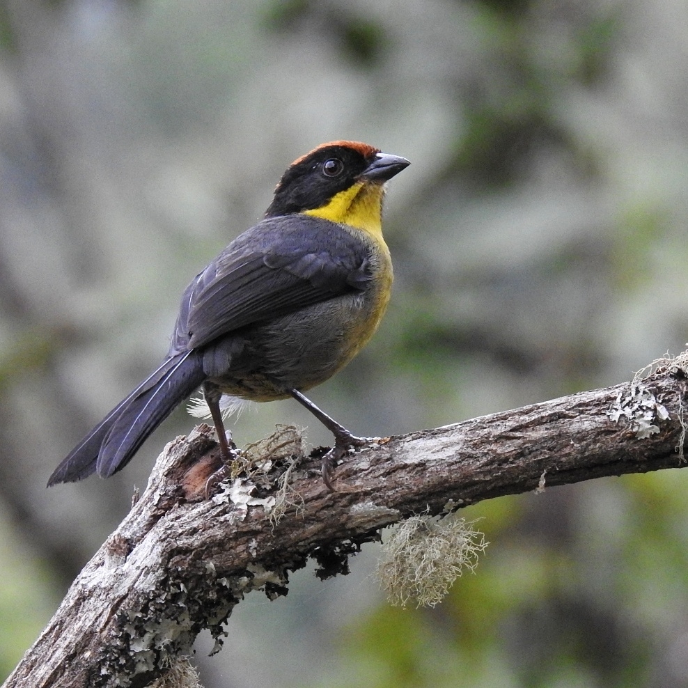 Yellow-breasted Brushfinch illustration