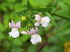Nemesia rupicola