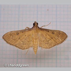 Tatobotys janapalis