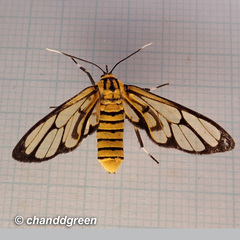 Amata grotei