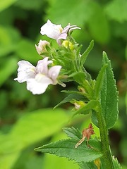 Nemesia rupicola