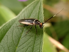 Hemithyrsocera histrio