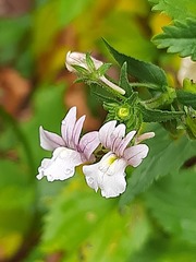 Nemesia rupicola