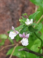 Nemesia rupicola