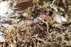 Odiellus spinosus