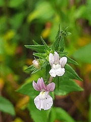 Nemesia rupicola