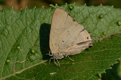 Parrhasius polibetes