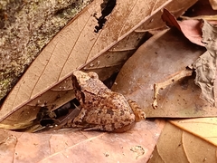 Limnonectes hascheanus