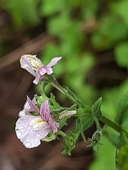 Nemesia rupicola