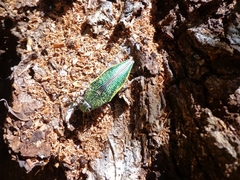Psiloptera attenuata