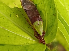 Podoscirtini