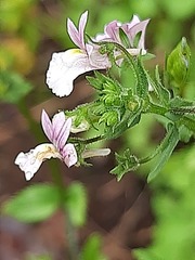 Nemesia rupicola