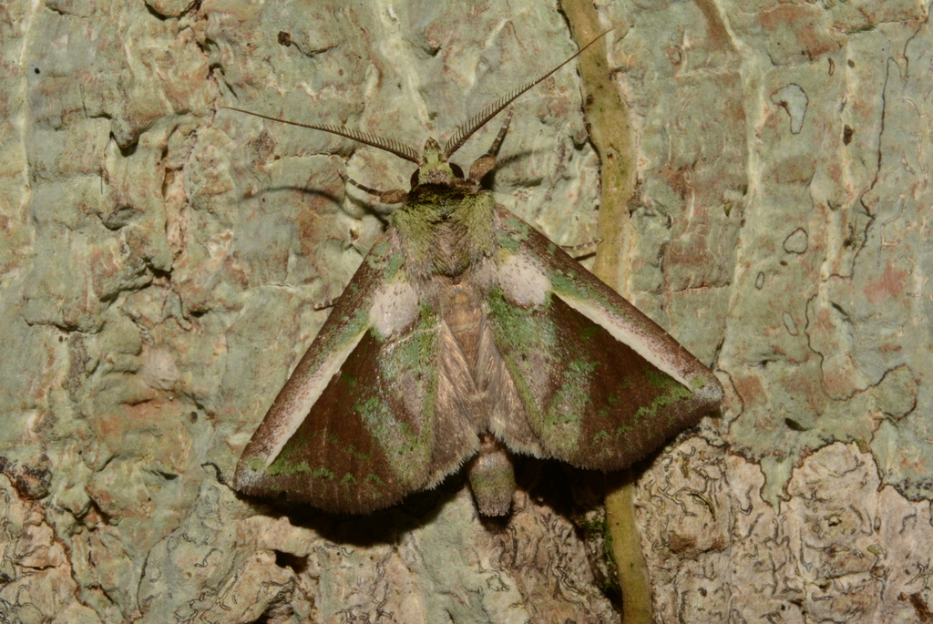 Gopha mixtipennis