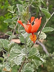 Hibiscus waterbergensis