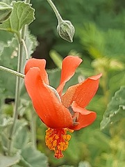 Hibiscus waterbergensis