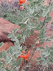Hibiscus waterbergensis