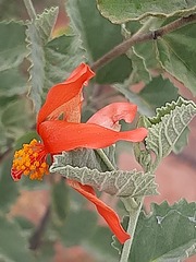 Hibiscus waterbergensis