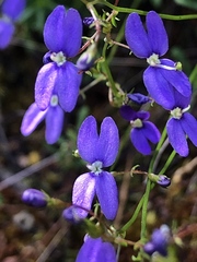 Stylidium pritzelianum
