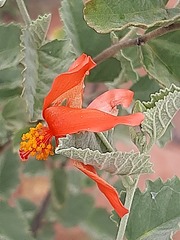 Hibiscus waterbergensis