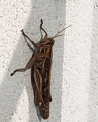 Schistocerca americana