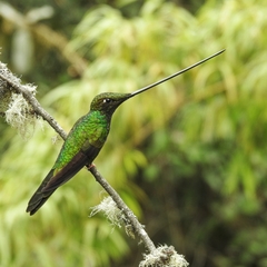 Sword-Billed Hummingbird photo 2
