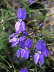Stylidium pritzelianum