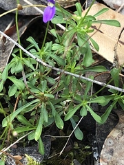 Stylidium pritzelianum