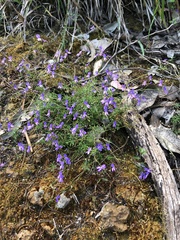 Stylidium pritzelianum